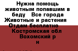 Нужна помощь животным попавшим в беду - Все города Животные и растения » Отдам бесплатно   . Костромская обл.,Вохомский р-н